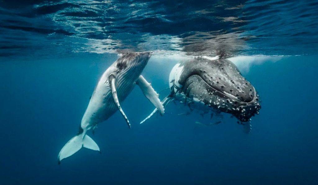 Ballenas Jorobadas